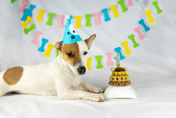 Dog birthday