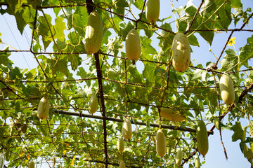 Agricultural Crops and Green Plants