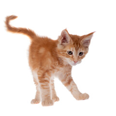 Red Maine Coon cat isoated on white