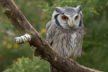 Northern white-faced owl (Ptilopsis leucotis) perched on a branch. Beautiful African owl species.