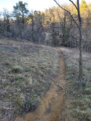 Chemin en for&ecirc;t 