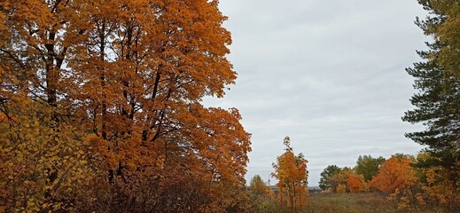 autumn in the forest