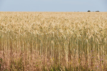 Wheat ears on a wind in somewhere in Provence at sunset, France, yellow warm light, ripe cones, horizon, golden colored
