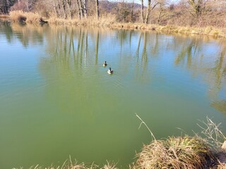 Canards sur &eacute;tang
