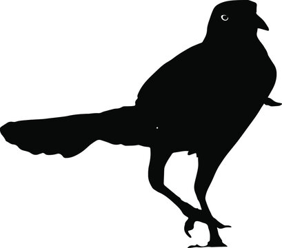 Vector silhouette of black crow walking