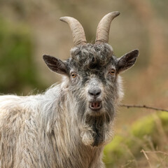 Mountain goat portrait, Snowdonia, North Wales