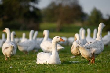 A lot of white fattening geese on a meadow