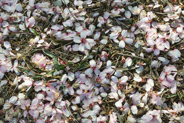 Almond flowers. Welcome spring. Nature floral background.