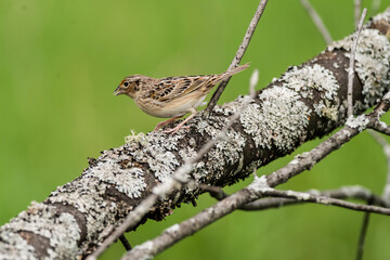Grasshopper Sparrow (Ammodramus savannarum).