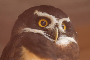 Spectacled owl (Pulsatrix perspicillata) closeup portrait. 
