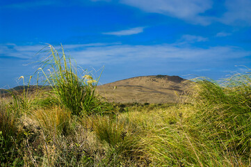 Grasses and huge sand dunes at Cape Maria van Diemen, Northland, New Zealand. Picture taken from a low standpoint.
