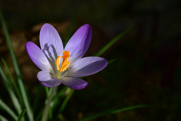Purple crocus flower blooming in early spring