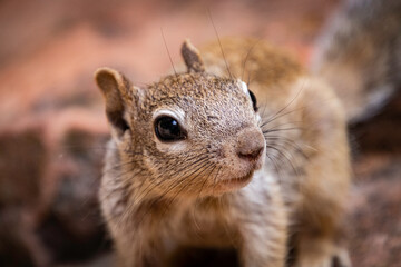 Naklejka na ściany i meble Squirrel portrait taken at Zion National Park.