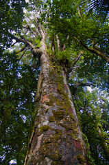 Fototapeta premium Giant kauri tree (Agathis australis) with epiphytes growing from its branches, Waipoua Forest, Northland, North Island, New Zealand 