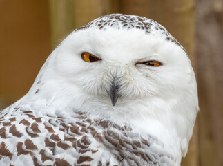 Snowy owl (Bubo scandiacus) closeup portrait. Cute owl with a funny expression.