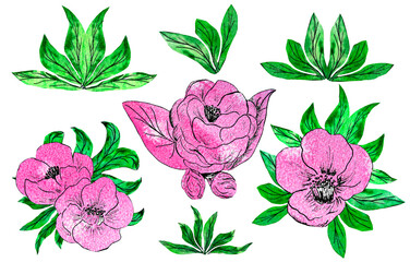Watercolor floral set of pink flowers and green leaves. Spring or summer flowers in blossom