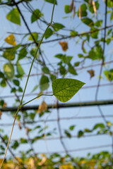 Agricultural Plants and Green Leafs in nature