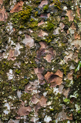 Bark of a kauri tree (Agathis australis) in Waipoua Forest, North Island, New Zealand. Abstract pattern as background.
