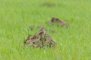 Fototapeta premium Red-throated Pipit (Anthus cervinus)