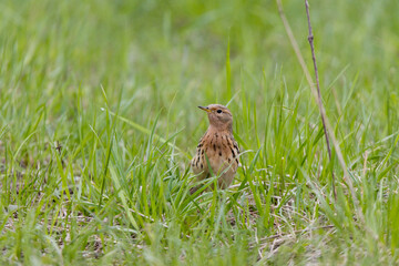 Red-throated Pipit (Anthus cervinus)