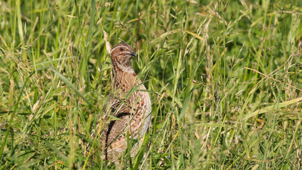 Quail (Coturnix coturnix)