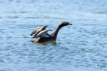 Slavonian Grebe (Podiceps auritus).