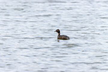 Slavonian Grebe (Podiceps auritus).
