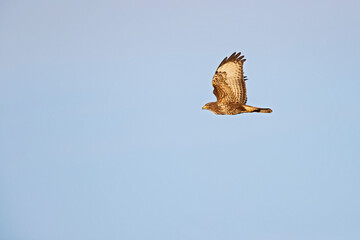 A Common buzzard (Buteo buteo) In flight at sunset.