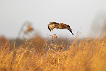 A Common buzzard (Buteo buteo) In flight at sunset.