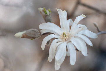 Naturalne wiosenne tło gałąź kwiatu magnolii gwieździstej w nieostrości. Bokeh, tapeta.