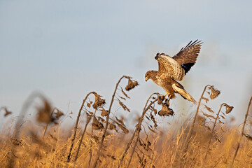 A Common buzzard (Buteo buteo) In flight at sunset.