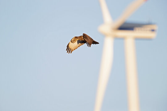A Common buzzard (Buteo buteo) In flight with windturbines in the background.