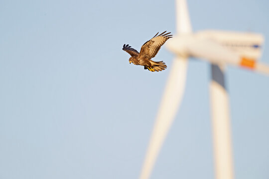 A Common buzzard (Buteo buteo) In flight with windturbines in the background.