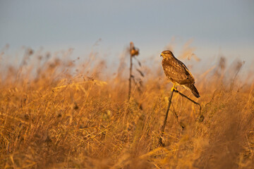 A Common buzzard (Buteo buteo) perched in a sunflower field.