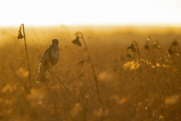 A Common buzzard (Buteo buteo) perched in a sunflower field.
