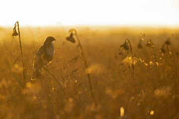 A Common buzzard (Buteo buteo) perched in a sunflower field.