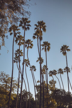 Set of very tall palm trees in a blue sky. Sunny daylight in a tropical environment. Vertical version
