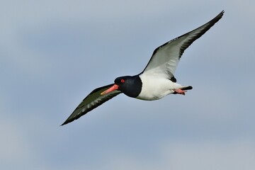 Ein fliegender Austernfischer (Haematopus ostralegus).