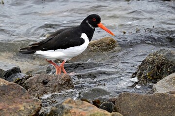 Ein Austernfischer (Haematopus ostralegus) im Schlichtkleid an der Küste.