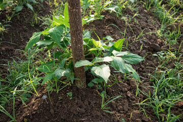 Agricultural Plants and Green Leafs in nature