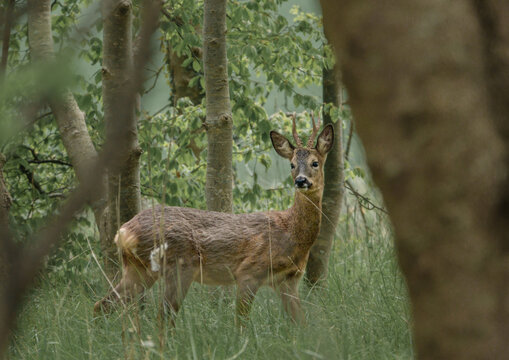 A Wild Roe Deer (Capreolus Capreolus) Looks On From Amongst Woodland Trees, Motionless In The Hope Of Not Being Spotted, Salisbury Plain UK