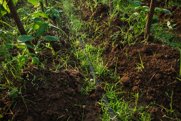 Agricultural Crops and Green Plants