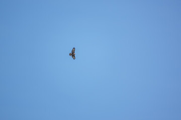 a buzzard (Buteo buteo) in effortless flight on the lookout for prey or carrion