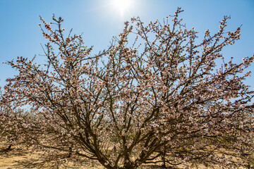 The almond tree