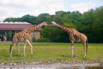 giraffes in the zoo