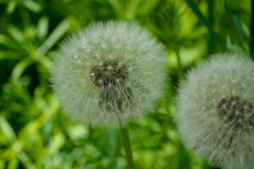 dandelion in the grass