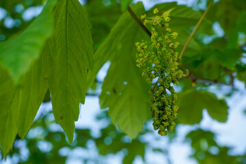 green leaves on a branch