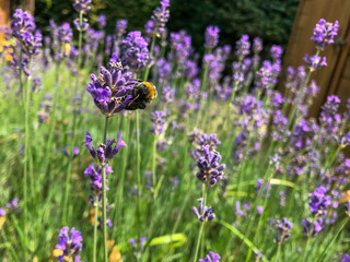 Bee on a lavender flowers in the garden