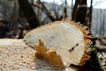 Baumstamm umgemacht