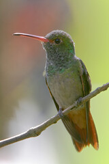 Rufous-tailed hummingbird (Amazilia tzacatl) perched on branch, Alambi, Ecuador